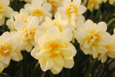 Narcis Manly